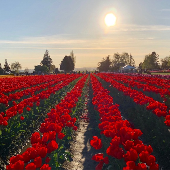 Meet your Posher, Rosa - Picture 1 of 1